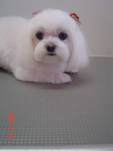 内田ちびちゃん１２１８