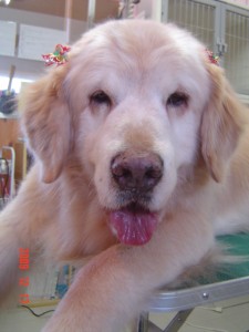 阿部テリーちゃん１２１７