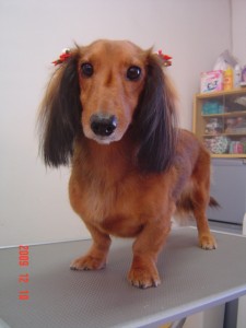 ティアラちゃん