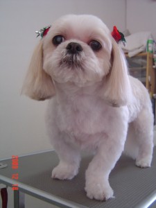 藤田レモン１２１８