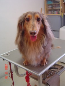 坪井チャオちゃん１２１８