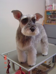 ハッピーちゃん