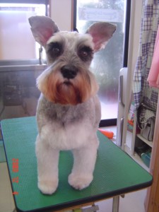 ラジャーちゃん