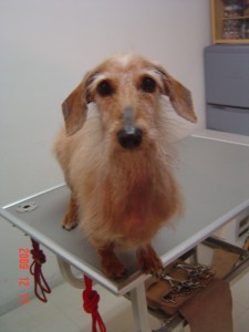 大河原キングちゃん１２１７