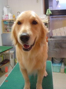 アンディちゃん