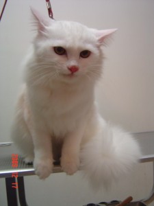 大河原シフォンちゃん１２１７