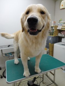 トラヴィスくん