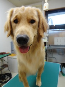 リヴィエラくん