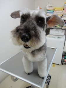 ハッピーちゃん