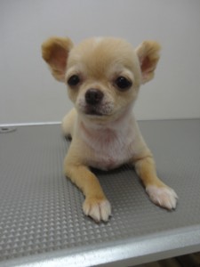 マピュスちゃん