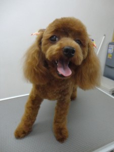 キャンディちゃん