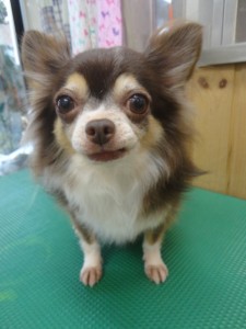 ショコラちゃん