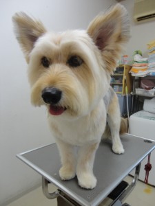 チャッピーちゃん