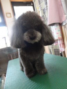 シフォンちゃん