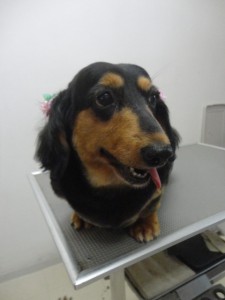 チェリーちゃん