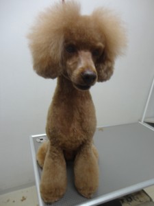 ジャスティスくん