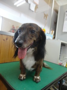 ひまわりちゃん