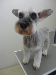 ラジャーちゃん