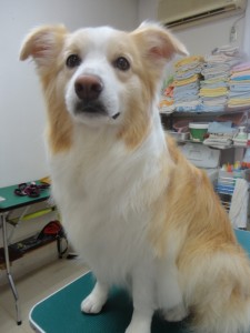 クッキーちゃん