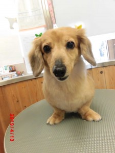 メープルちゃん