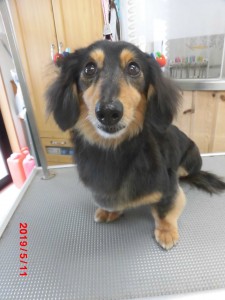 ショコラちゃん