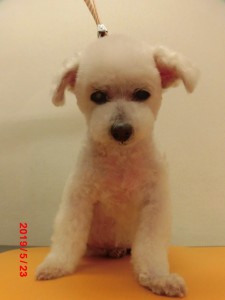 テリアンちゃん