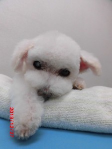 テリアンちゃん