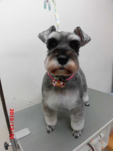 エルフィちゃん