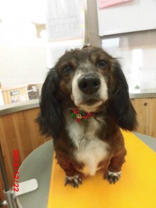 ひまわりちゃん