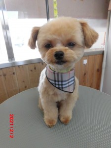 ゆずまろちゃん