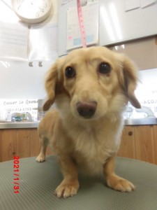 ラッキーちゃん