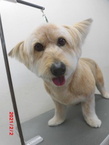 チャッピーちゃん