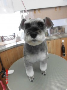 エルフィちゃん